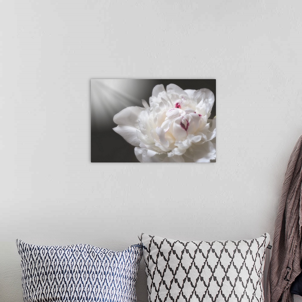 A bohemian room featuring White peony close up with a ray of light
