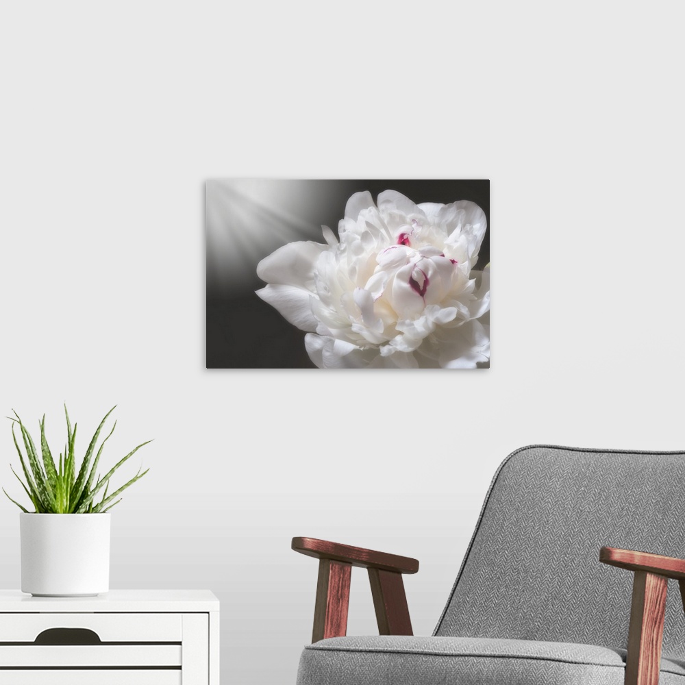 A modern room featuring White peony close up with a ray of light