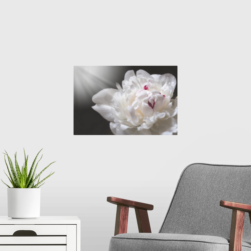 A modern room featuring White peony close up with a ray of light