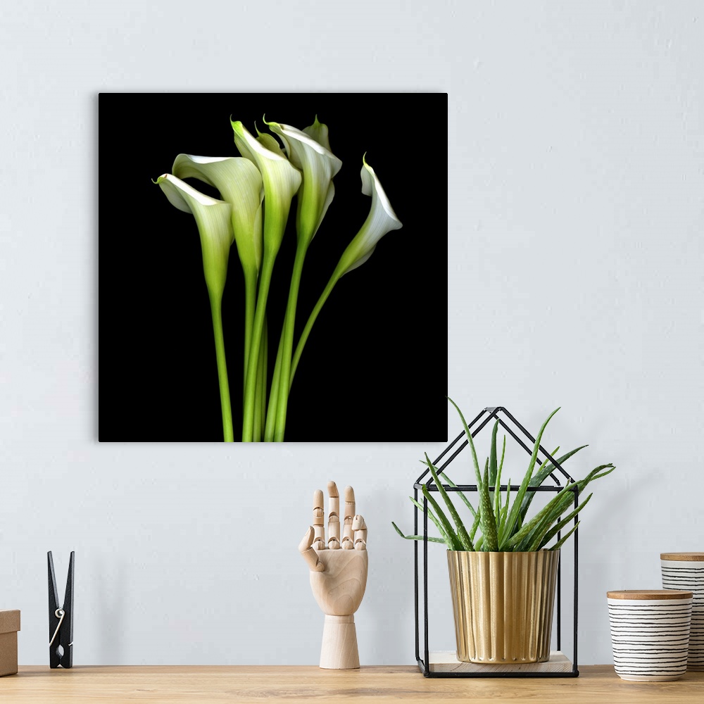 A bohemian room featuring White Calla Lily