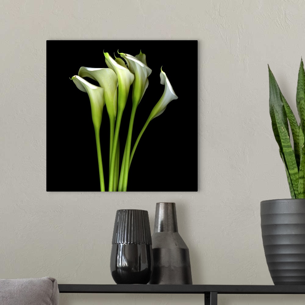 A modern room featuring White Calla Lily