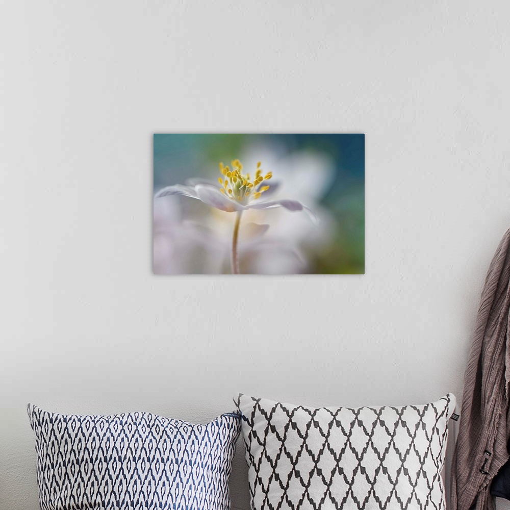 A bohemian room featuring Soft focus macro image of a white flower focusing in on the yellow center.