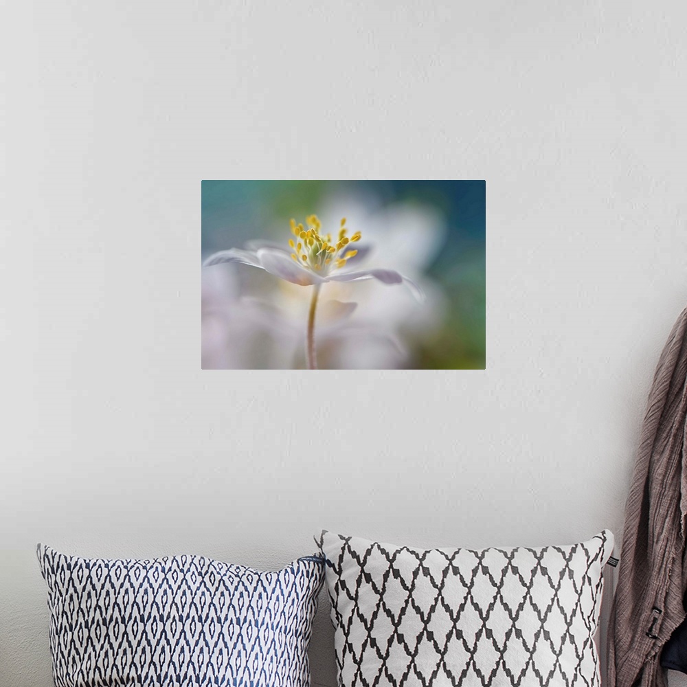 A bohemian room featuring Soft focus macro image of a white flower focusing in on the yellow center.