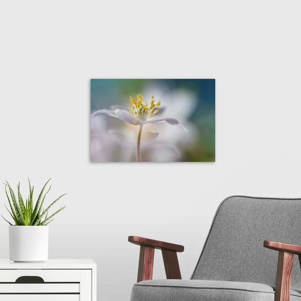 A modern room featuring Soft focus macro image of a white flower focusing in on the yellow center.