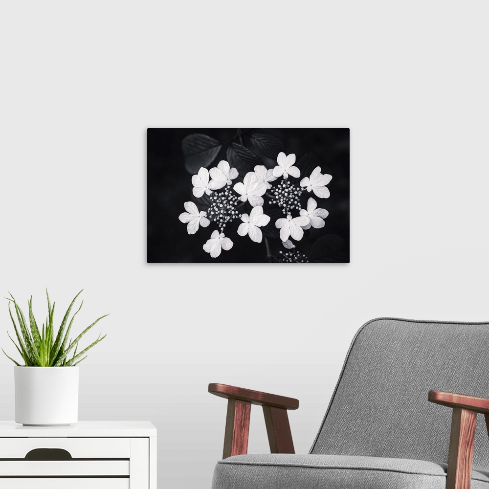 A modern room featuring Hydrangea's in black and white.