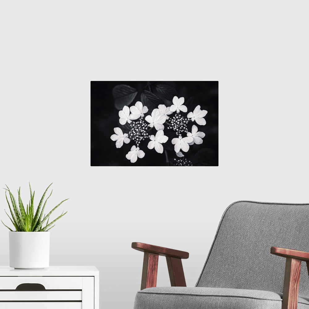 A modern room featuring Hydrangea's in black and white.