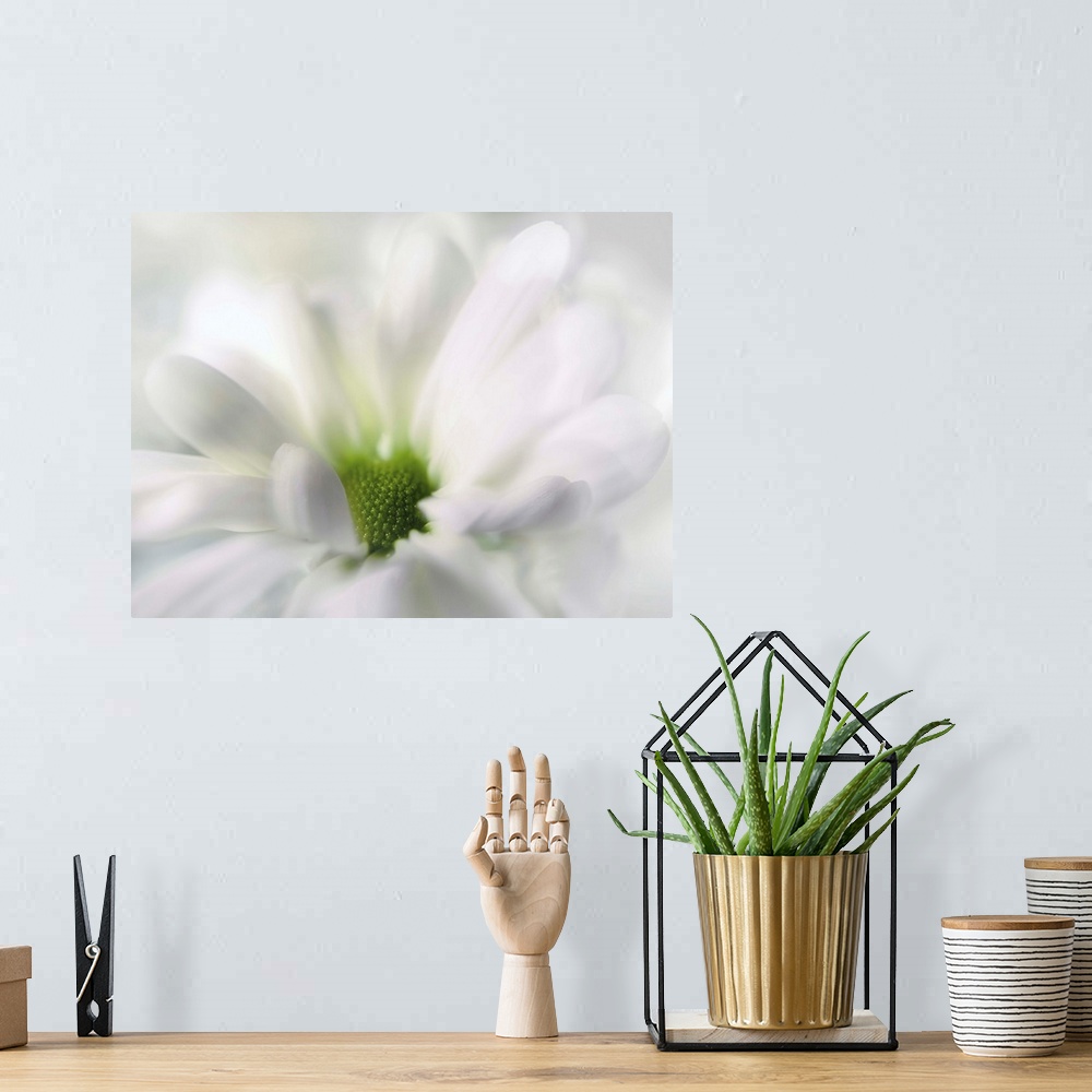 A bohemian room featuring Soft focus macro of a white flower focusing in on the green center.