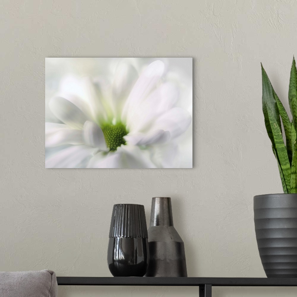 A modern room featuring Soft focus macro of a white flower focusing in on the green center.