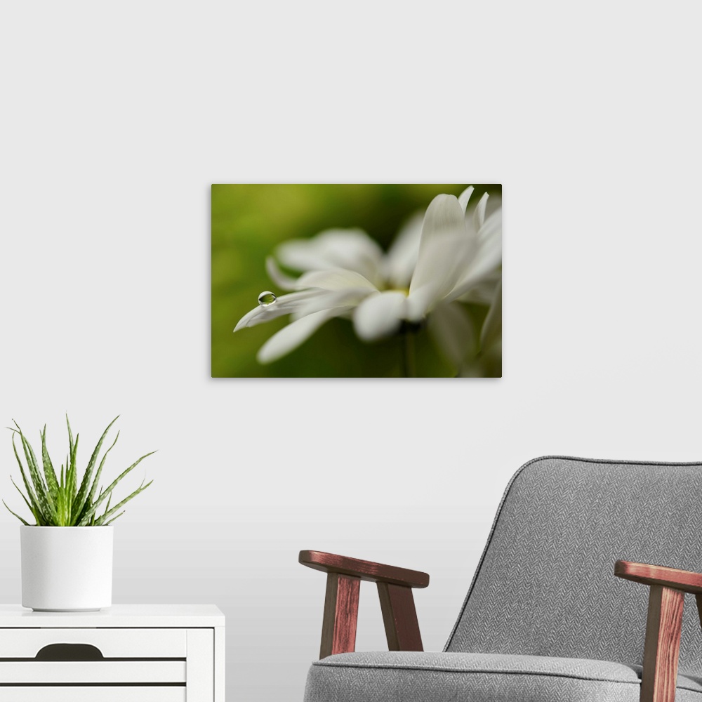 A modern room featuring Soft focus macro image of a white flower with a single water droplet on the end of a petal.