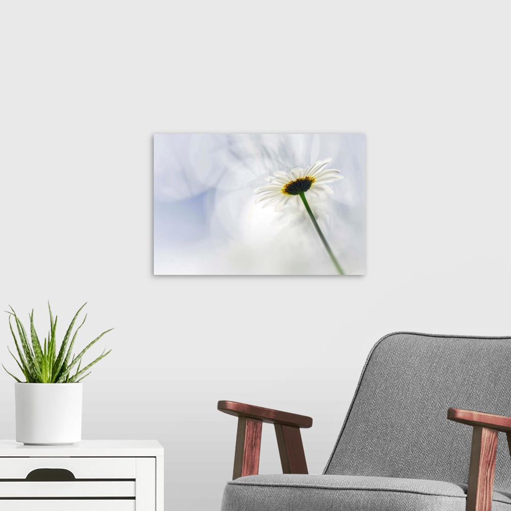 A modern room featuring Fine art photo of the underside of a white daisy flower against a bokeh background.