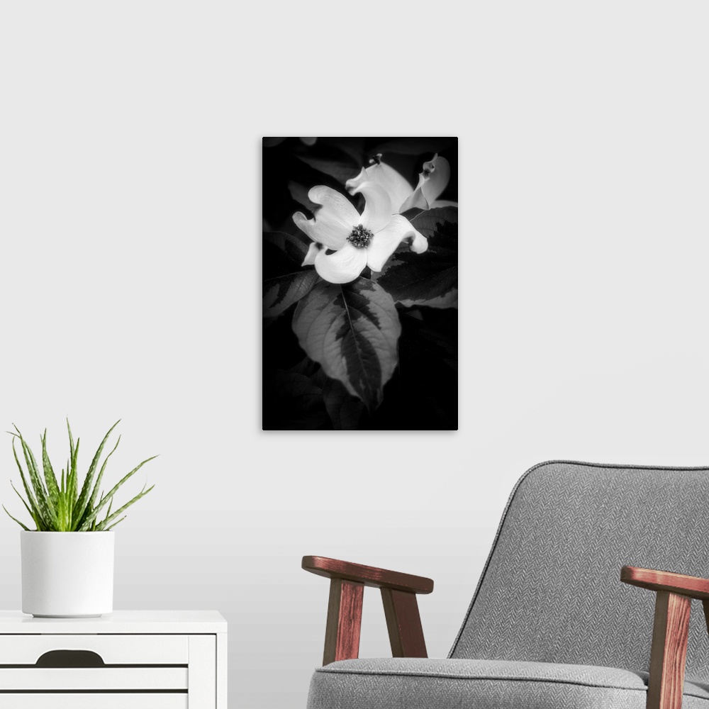 A modern room featuring Dogwood flower in black and white