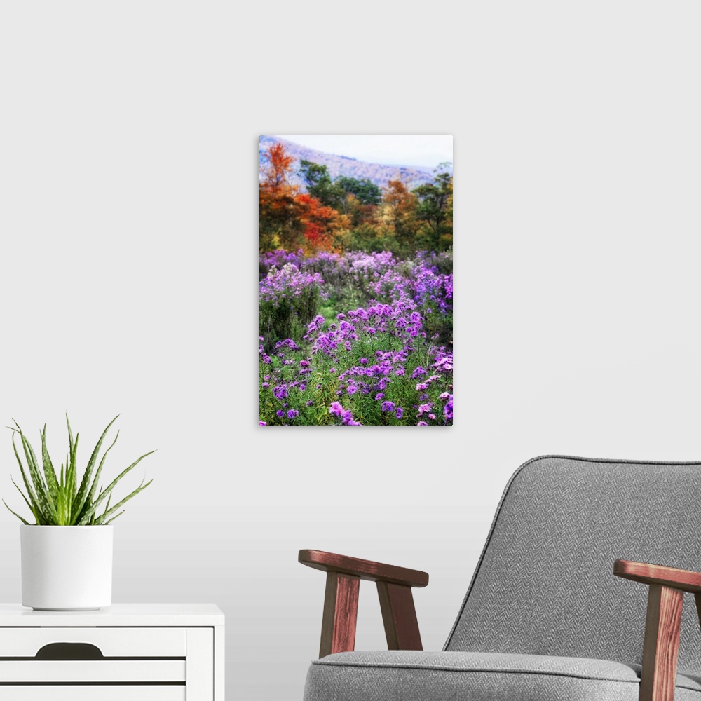 A modern room featuring Autumn Wildflowers in the White Mountains, Crawford Notch, New Hampshire