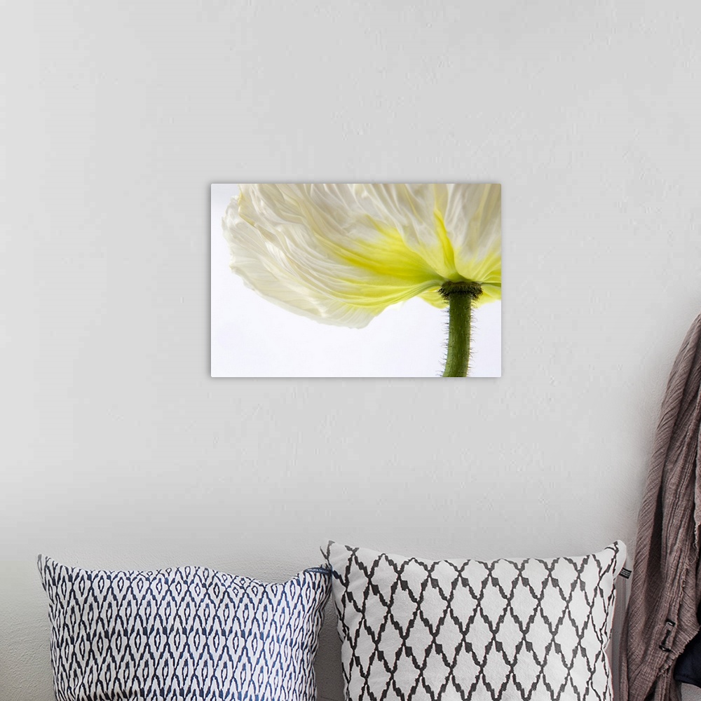 A bohemian room featuring Close-up of a white poppy