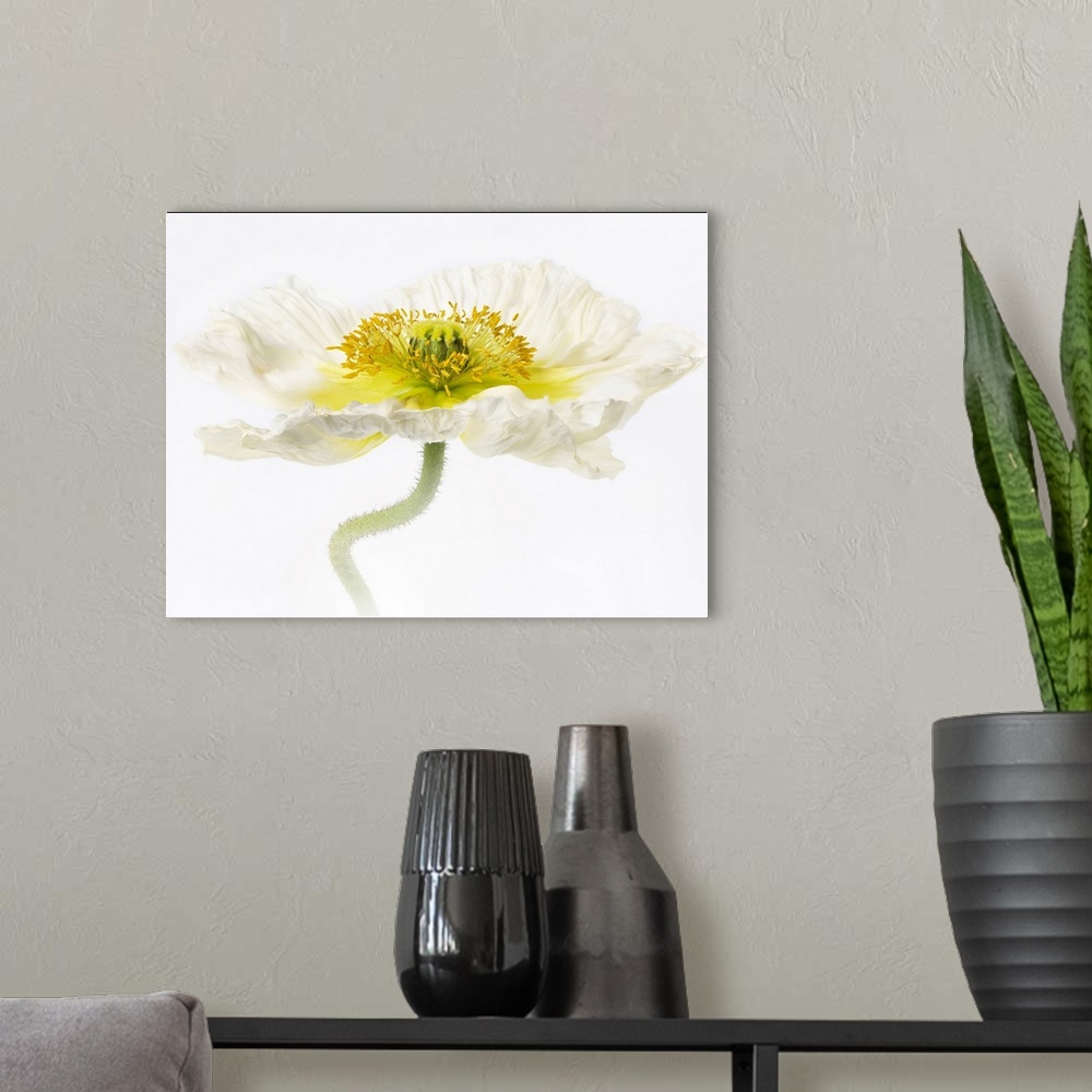 A modern room featuring Close-up of a white poppy