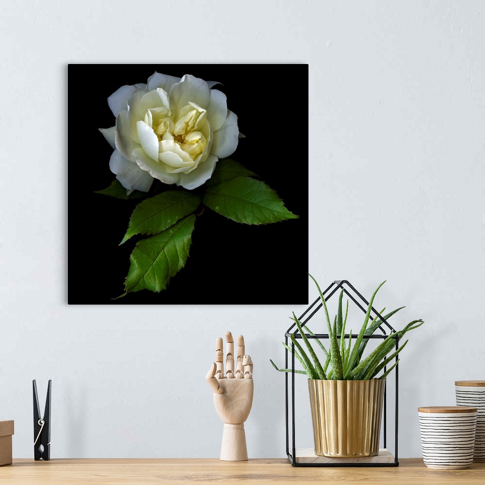 A bohemian room featuring White rose with water droplets and a black background.