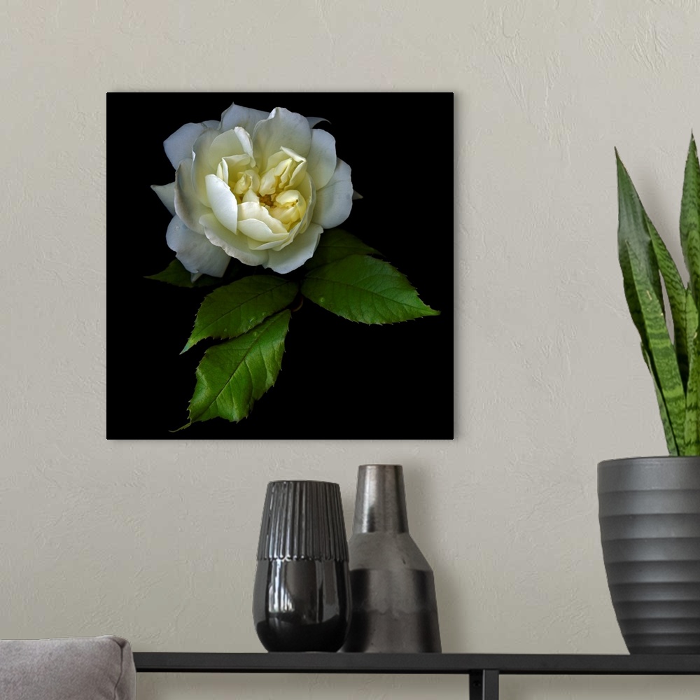 A modern room featuring White rose with water droplets and a black background.