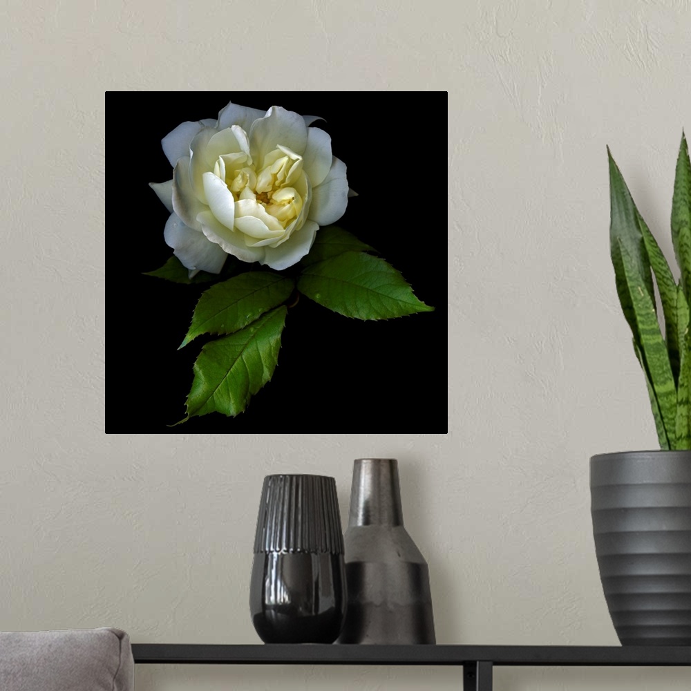 A modern room featuring White rose with water droplets and a black background.
