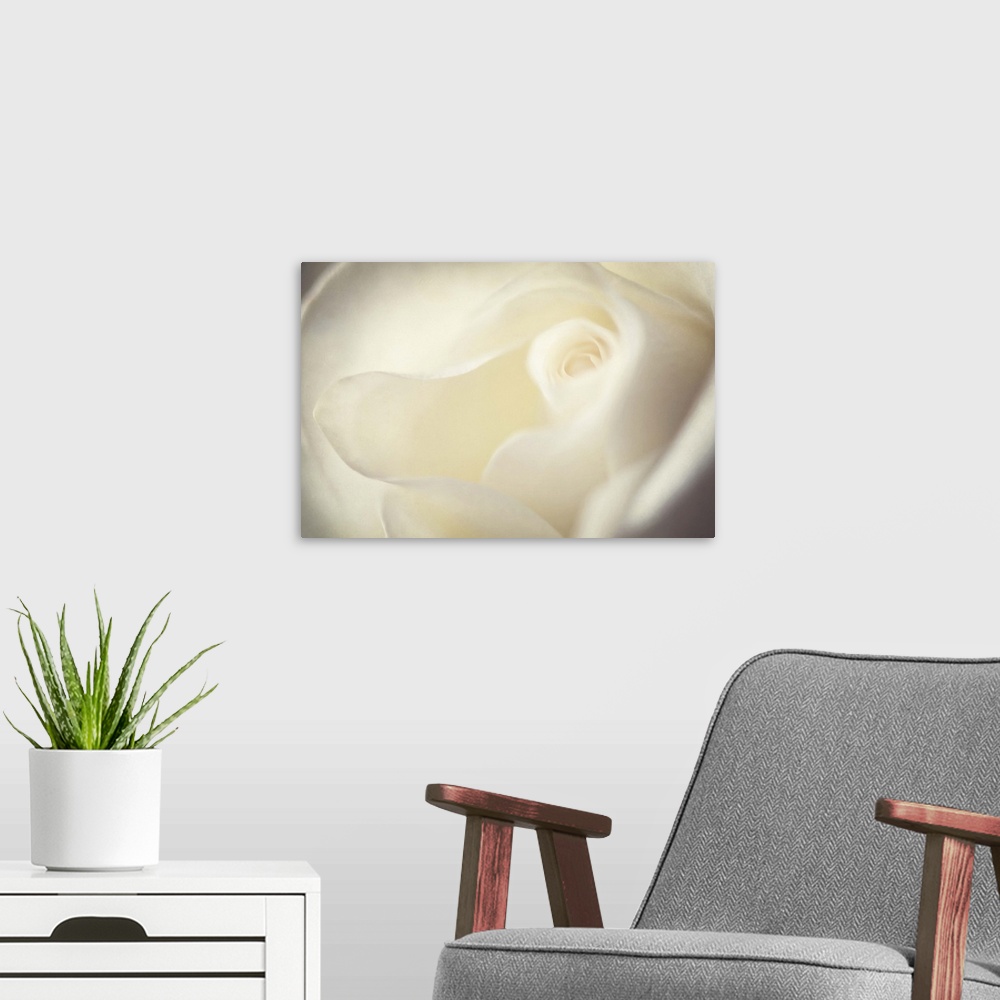 A modern room featuring A macro photograph of a soft white rose.