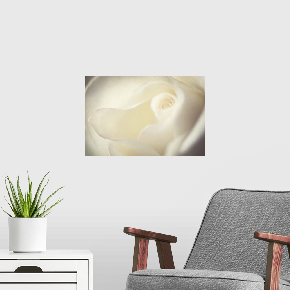 A modern room featuring A macro photograph of a soft white rose.