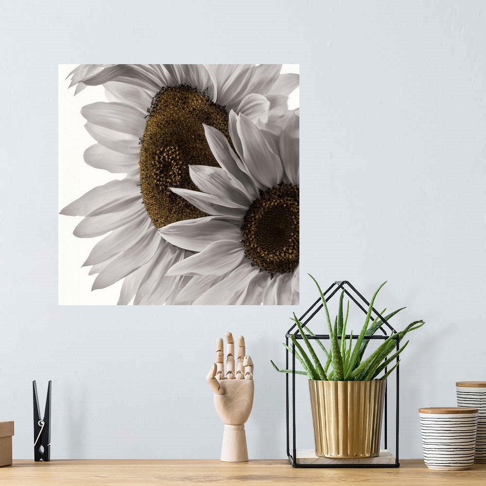 A bohemian room featuring Two colorless sunflowers photographed in front of a blank backdrop.