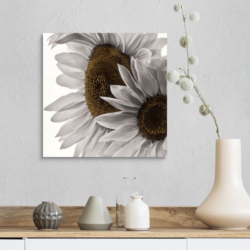 A farmhouse room featuring Two colorless sunflowers photographed in front of a blank backdrop.