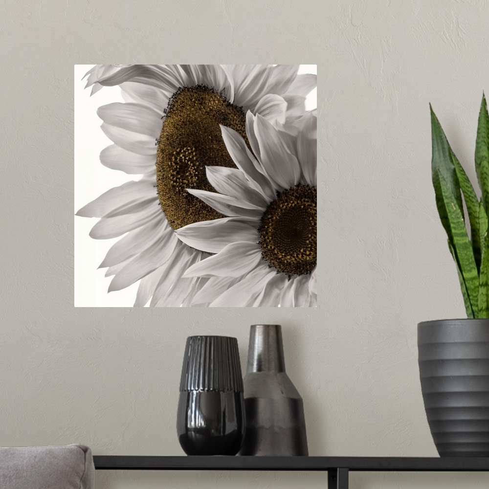 A modern room featuring Two colorless sunflowers photographed in front of a blank backdrop.