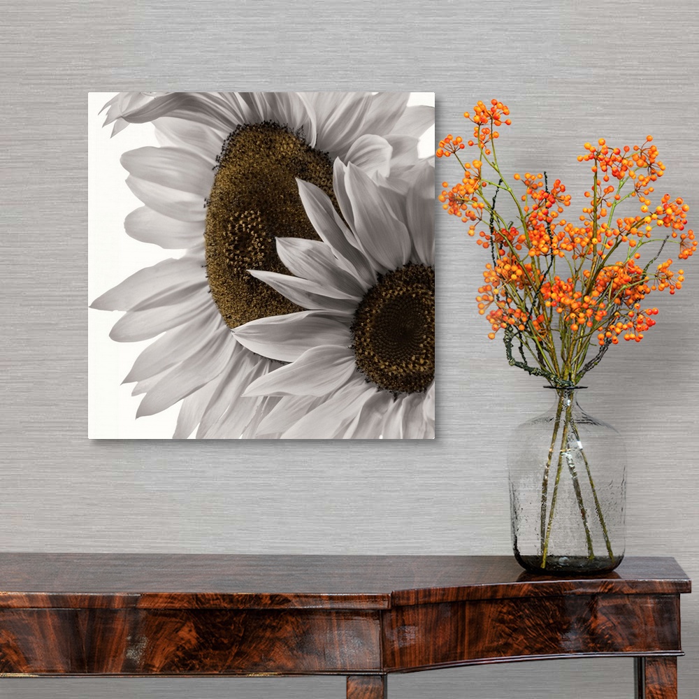A traditional room featuring Two colorless sunflowers photographed in front of a blank backdrop.