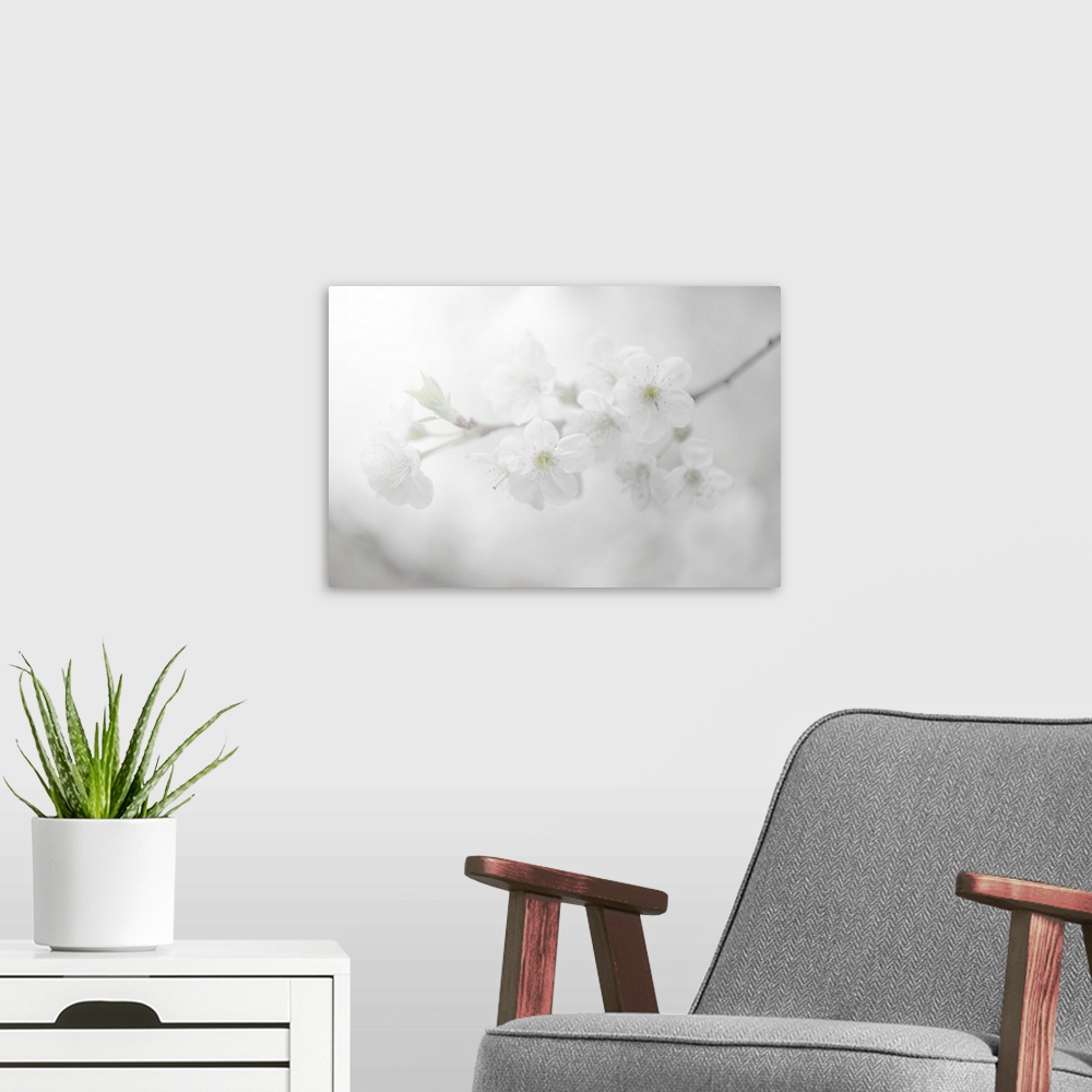 A modern room featuring Cherry blossoms in black and white