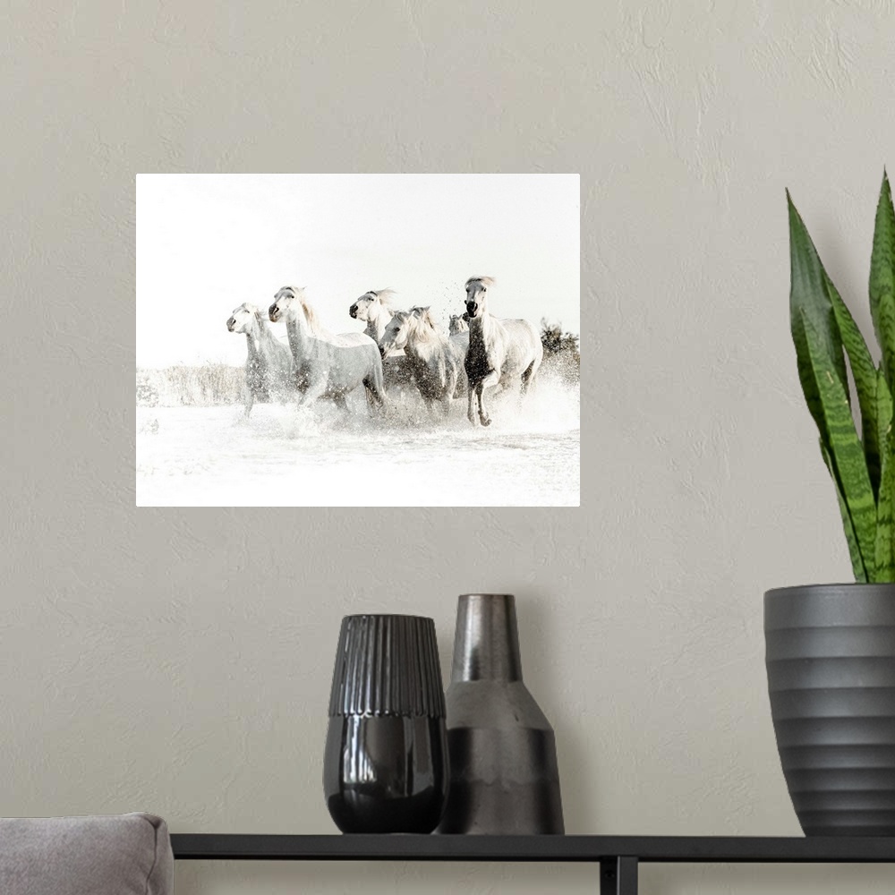 A modern room featuring Action photograph of white horses running through water with a blown out white background.