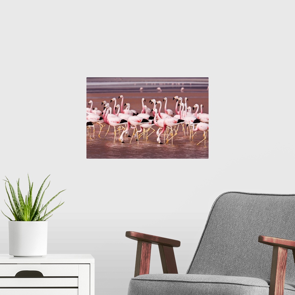 A modern room featuring As in the soda lakes of East Africa, Andean flamingoes feeding in the salt lakes of the Altiplano...