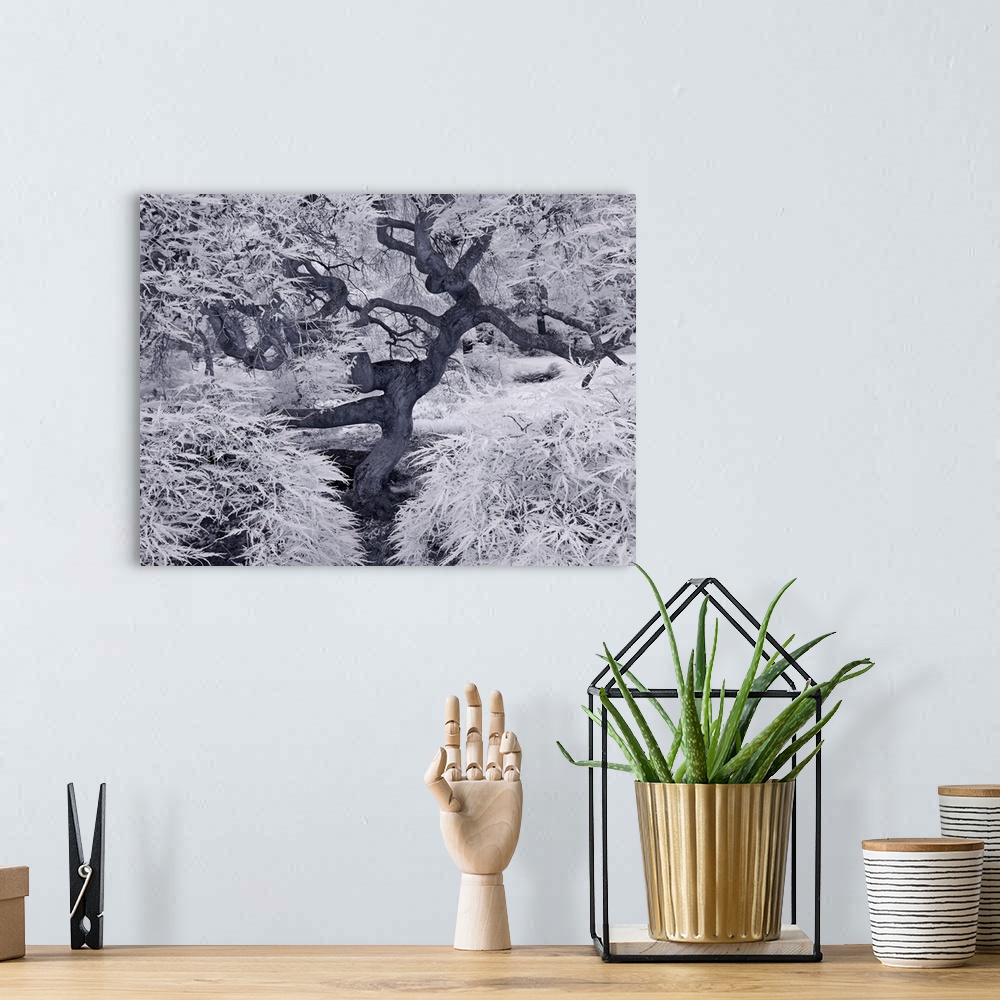 A bohemian room featuring A tree with twisted trunk and branches in a snowy landscape, with frosty leaves.