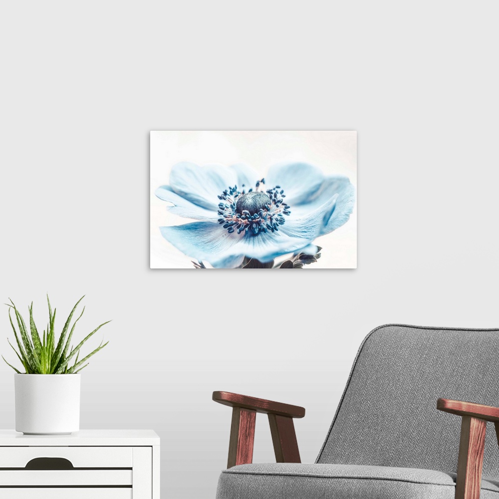 A modern room featuring Close up of blue flower