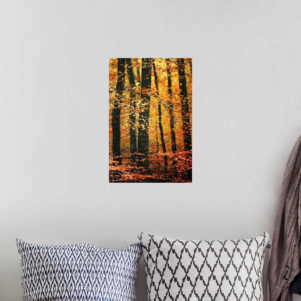 A bohemian room featuring Vertical photo on canvas of a forest draped in fall foliage.