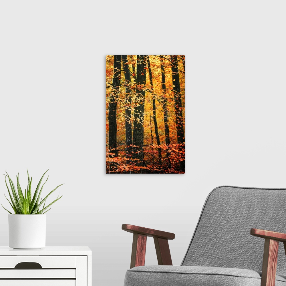 A modern room featuring Vertical photo on canvas of a forest draped in fall foliage.