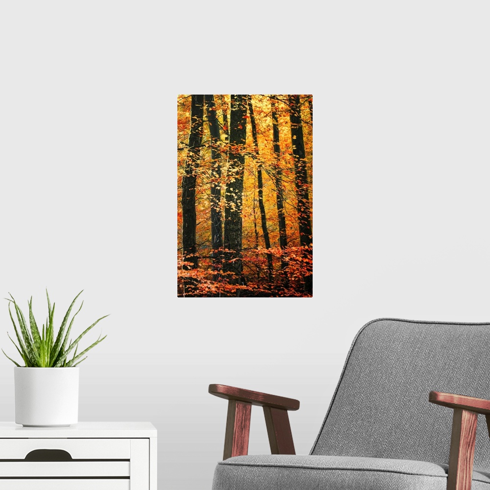 A modern room featuring Vertical photo on canvas of a forest draped in fall foliage.