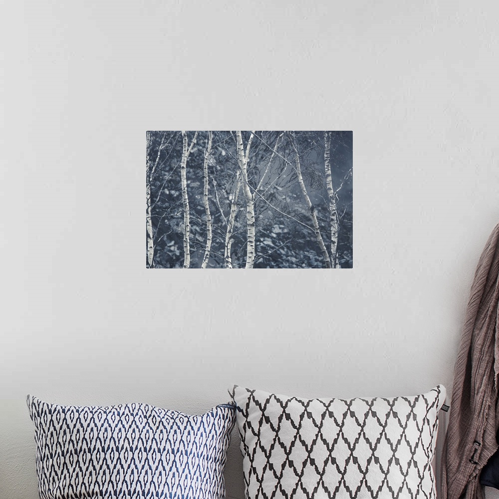 A bohemian room featuring Photograph of birch trees in the woods during a Winter snowfall with a cold blue tone.