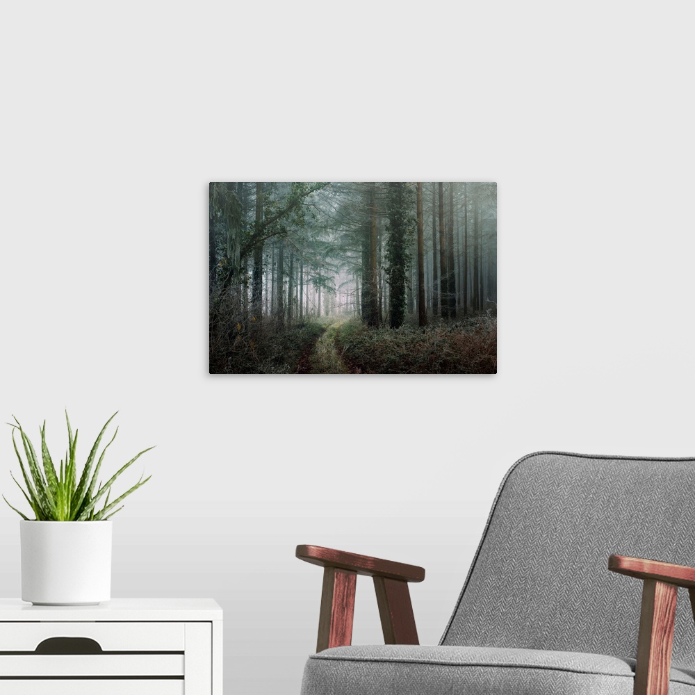 A modern room featuring Photograph of a path winding through a cold, winter forest with cool tones.