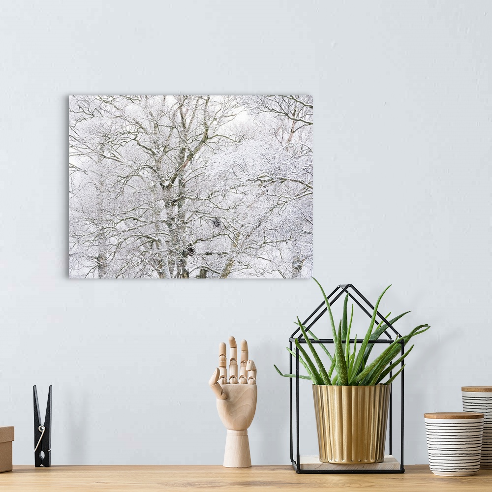 A bohemian room featuring A cool tangle of haw frosted tree branches in snow.