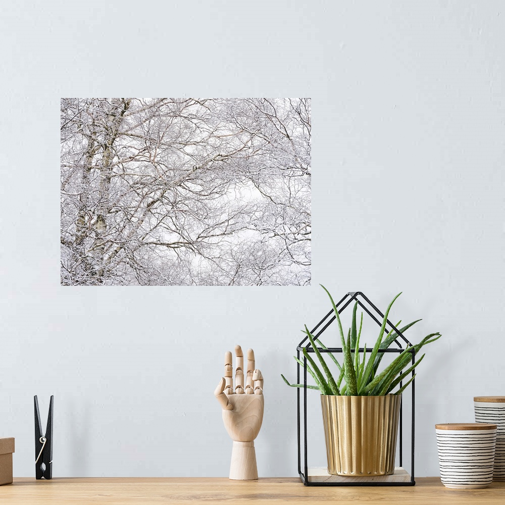 A bohemian room featuring A cool tangle of haw frosted tree branches in snow.