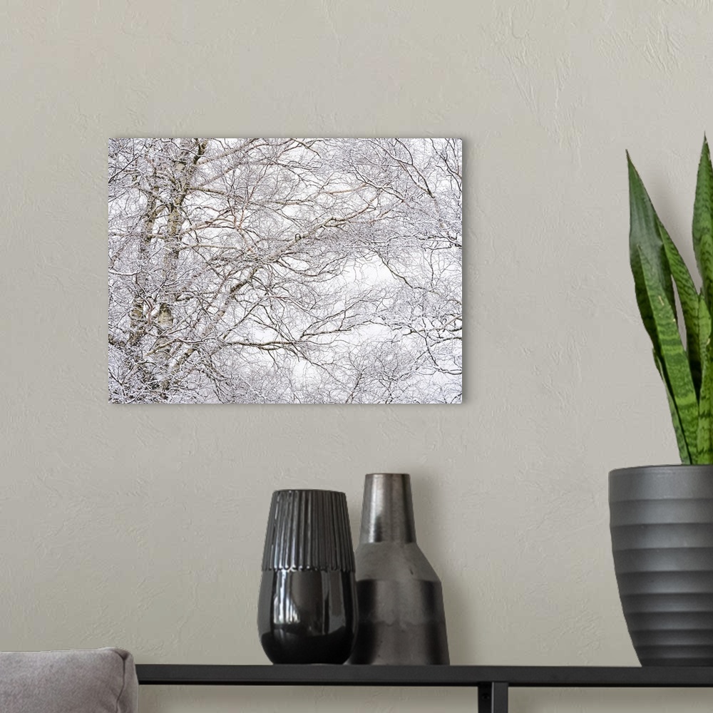 A modern room featuring A cool tangle of haw frosted tree branches in snow.