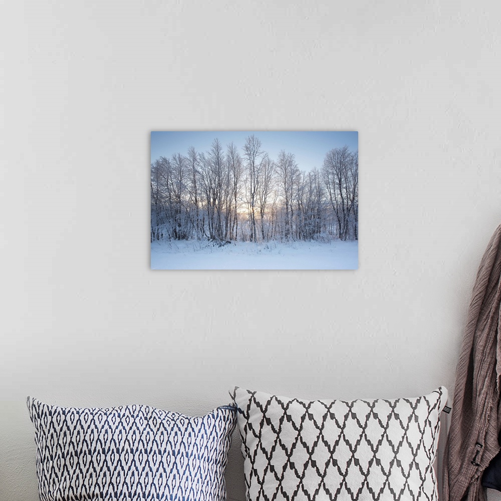 A bohemian room featuring A winter sunrise in blues and yellow gold with a line of trees in the snow.