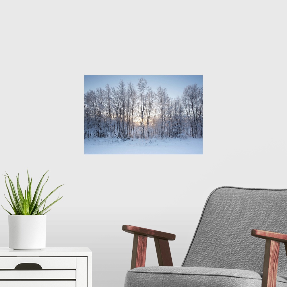 A modern room featuring A winter sunrise in blues and yellow gold with a line of trees in the snow.
