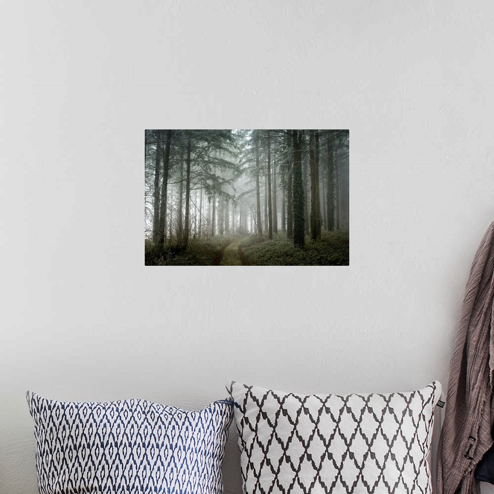A bohemian room featuring Photograph of a path winding through a cool toned, winter forest with translucent, white fog.