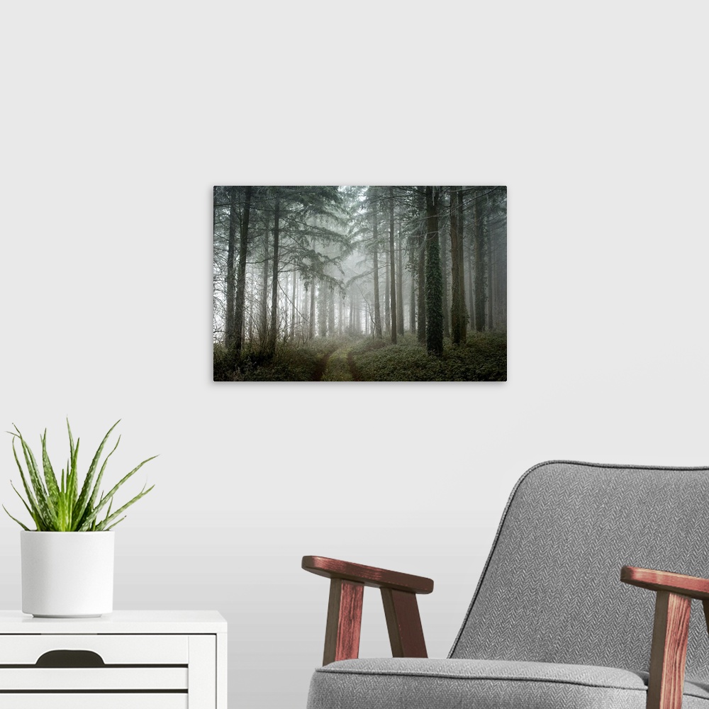 A modern room featuring Photograph of a path winding through a cool toned, winter forest with translucent, white fog.