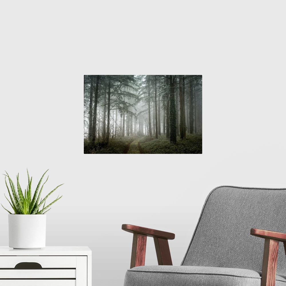 A modern room featuring Photograph of a path winding through a cool toned, winter forest with translucent, white fog.