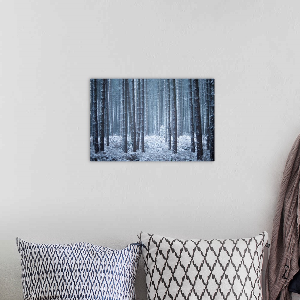 A bohemian room featuring A cool contemporary melancholy woodland in hoar frost and snow in blue and grey tones.
