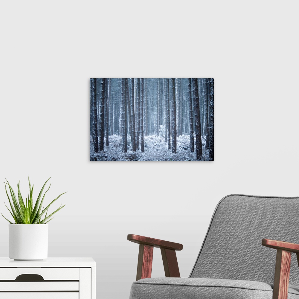 A modern room featuring A cool contemporary melancholy woodland in hoar frost and snow in blue and grey tones.