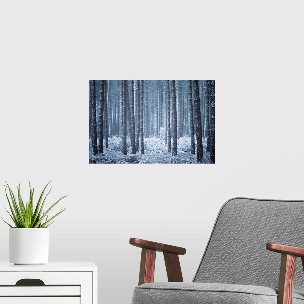 A modern room featuring A cool contemporary melancholy woodland in hoar frost and snow in blue and grey tones.