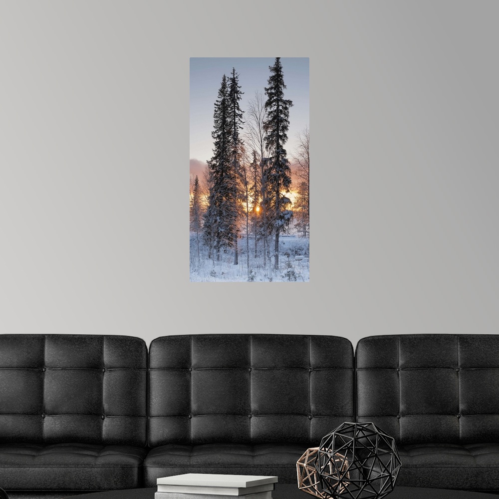 A modern room featuring A winter dawn in gold with the sun shining through frost covered trees in the snow.