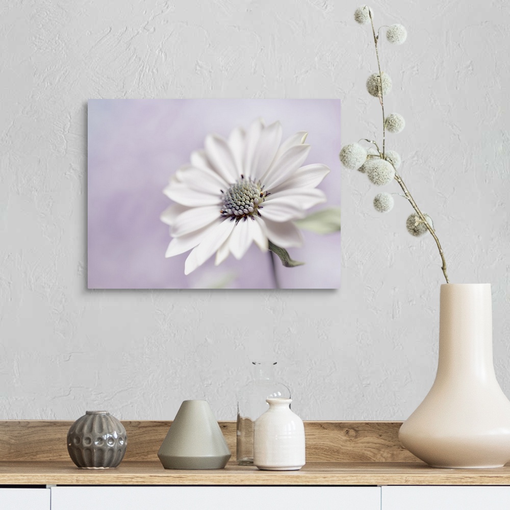 A farmhouse room featuring A large white flower on a pastel lavender background.